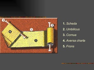 1.  Scheda 2.  Umbilicus 3.  Cornua 4.  Aversa charta 5.  Frons 