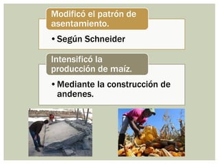 •Según Schneider
Modificó el patrón de
asentamiento.
•Mediante la construcción de
andenes.
Intensificó la
producción de maíz.