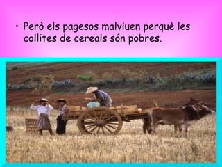 Però els pagesos malviuen perquè les collites de cereals són pobres. 