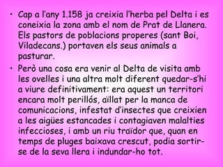 Cap a l’any 1.158 ja creixia l’herba pel Delta i es coneixia la zona amb el nom de Prat de Llanera. Els pastors de poblacions properes (sant Boi, Viladecans.) portaven els seus animals a pasturar. Però una cosa era venir al Delta de visita amb les ovelles i una altra molt diferent quedar-s’hi a viure definitivament: era aquest un territori encara molt perillós, aïllat per la manca de comunicacions, infestat d’insectes que creixien a les aigües estancades i contagiaven malalties infeccioses, i amb un riu traïdor que, quan en temps de pluges baixava crescut, podia sortir-se de la seva llera i indundar-ho tot. 