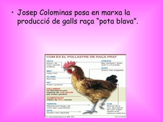 <ul><li>Josep Colominas posa en marxa la producció de galls raça “pota blava”. </li></ul>