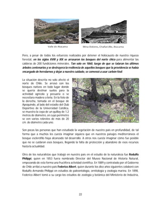 22
Pero, a pesar de todos los esfuerzos realizados por detener el holocausto de nuestra riqueza
forestal, en los siglos XVIII y XIX se arrasaron los bosques del norte chico para alimentar las
calderas de 200 fundiciones minerales. Tan solo en 1860, luego de que se talaran los últimos
árboles centenarios y se destruyera la resiliencia de aquellos bosques que la providencia se había
encargado de heredarnos y dejar a nuestro cuidado, se comenzó a usar carbón fósil.
La situación descrita no solo afectó el
norte de Chile. Se arrasó con los
bosques nativos en todo lugar donde
se quería destinar suelos para la
actividad agrícola y pecuaria o se
necesitara madera o leña. En la foto de
la derecha, tomada en el bosque de
Apoquindo, al lado del estadio del Club
Deportivo de la Universidad Católica,
se muestra la cepa de un quillay de 1,2
metros de diámetro, en cuyo perímetro
se ven varios rebrotes de más de 20
cm. de diámetro cada uno.
Son pocas las personas que han estudiado la vegetación de nuestro país en profundidad, de tal
forma que a muchos les cuesta imaginar siquiera que en nuestros paisajes mediterráneos el
bosque esclerófilo haya alcanzado tal desarrollo. A otros nos cuesta imaginar cómo fue posible
que no se cuidaran esos bosques, llegando la falta de protección y abandono de esos recursos
hasta la actualidad.
Otro de los naturalistas que trabajó en nuestro país en el estudio de la naturaleza fue Rodulfo
Philippi, quien en 1853 fuera nombrado Director del Museo Nacional de Historia Natural,
empezando de esta forma una fructífera actividad científica. En 1889 y contratado por el Gobierno
de Chile arribó a nuestro país Federico Albert, quien durante los diez años siguientes colaboró con
Rodulfo Armando Philippi en estudios de paleontología, ornitología y zoología marina. En 1898,
Federico Albert tomó a su cargo los estudios de zoología y botánica del Ministerio de Industria,
 
