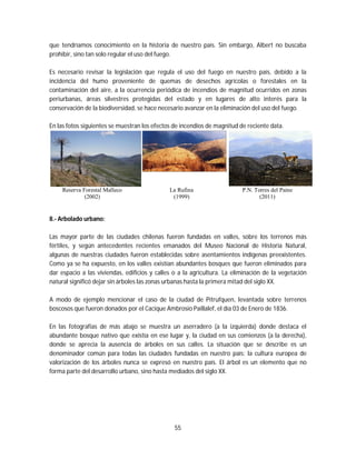 55
que tendríamos conocimiento en la historia de nuestro país. Sin embargo, Albert no buscaba
prohibir, sino tan solo regular el uso del fuego.
Es necesario revisar la legislación que regula el uso del fuego en nuestro país, debido a la
incidencia del humo proveniente de quemas de desechos agrícolas o forestales en la
contaminación del aire, a la ocurrencia periódica de incendios de magnitud ocurridos en zonas
periurbanas, áreas silvestres protegidas del estado y en lugares de alto interés para la
conservación de la biodiversidad, se hace necesario avanzar en la eliminación del uso del fuego.
En las fotos siguientes se muestran los efectos de incendios de magnitud de reciente data.
Reserva Forestal Malleco
(2002)
La Rufina
(1999)
P.N. Torres del Paine
(2011)
8.- Arbolado urbano:
Las mayor parte de las ciudades chilenas fueron fundadas en valles, sobre los terrenos más
fértiles, y según antecedentes recientes emanados del Museo Nacional de Historia Natural,
algunas de nuestras ciudades fueron establecidas sobre asentamientos indígenas preexistentes.
Como ya se ha expuesto, en los valles existían abundantes bosques que fueron eliminados para
dar espacio a las viviendas, edificios y calles o a la agricultura. La eliminación de la vegetación
natural significó dejar sin árboles las zonas urbanas hasta la primera mitad del siglo XX.
A modo de ejemplo mencionar el caso de la ciudad de Pitrufquen, levantada sobre terrenos
boscosos que fueron donados por el Cacique Ambrosio Paillalef, el día 03 de Enero de 1836.
En las fotografías de más abajo se muestra un aserradero (a la izquierda) donde destaca el
abundante bosque nativo que existía en ese lugar y, la ciudad en sus comienzos (a la derecha),
donde se aprecia la ausencia de árboles en sus calles. La situación que se describe es un
denominador común para todas las ciudades fundadas en nuestro país: la cultura europea de
valorización de los árboles nunca se expresó en nuestro país. El árbol es un elemento que no
forma parte del desarrollo urbano, sino hasta mediados del siglo XX.
 