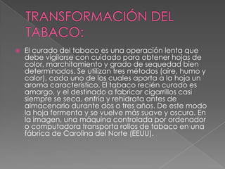 TRANSFORMACIÓN DEL TABACO:El curado del tabaco es una operación lenta que debe vigilarse con cuidado para obtener hojas de color, marchitamiento y grado de sequedad bien determinados. Se utilizan tres métodos (aire, humo y calor), cada uno de los cuales aporta a la hoja un aroma característico. El tabaco recién curado es amargo, y el destinado a fabricar cigarrillos casi siempre se seca, enfría y rehidrata antes de almacenarlo durante dos o tres años. De este modo la hoja fermenta y se vuelve más suave y oscura. En la imagen, una máquina controlada por ordenador o computadora transporta rollos de tabaco en una fábrica de Carolina del Norte (EEUU).