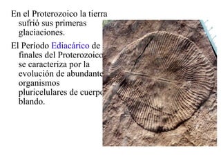 En el Proterozoico la tierra sufrió sus primeras glaciaciones. El Período  Ediacárico  de finales del Proterozoico se caracteriza por la evolución de abundantes organismos pluricelulares de cuerpo blando. 