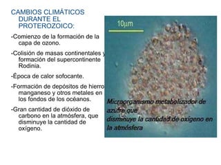 CAMBIOS CLIMÁTICOS DURANTE EL PROTEROZOICO: -Comienzo de la formación de la capa de ozono. -Colisión de masas continentales y formación del supercontinente Rodinia. -Época de calor sofocante. -Formación de depósitos de hierro, manganeso y otros metales en los fondos de los océanos. -Gran cantidad de dióxido de carbono en la atmósfera, que disminuye la cantidad de oxígeno. 