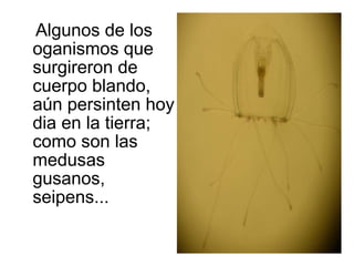 Algunos de los oganismos que surgireron de cuerpo blando, aún persinten hoy dia en la tierra; como son las medusas gusanos, seipens... 