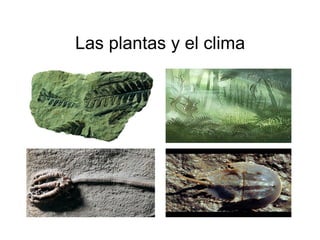Las plantas y el clima 