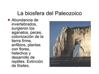 La biosfera del Paleozoico Abundancia de invertebrados, surgieron los aganatos, peces, colonización de la tierra firme, anfibios, plantas con flores, helechos y desarrollo de reptiles. Extinción de fósiles. 
