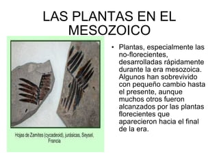 LAS PLANTAS EN EL MESOZOICO Plantas, especialmente las no-florecientes, desarrolladas rápidamente durante la era mesozoica. Algunos han sobrevivido con pequeño cambio hasta el presente, aunque muchos otros fueron alcanzados por las plantas florecientes que aparecieron hacia el final de la era. 