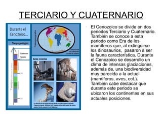 TERCIARIO Y CUATERNARIO El Cenozoico se divide en dos periodos Terciario y Cuaternario. También se conoce a esta periodo como Era de los mamíferos que, al extinguirse los dinosaurios,  pasaron a ser la fauna característica. Durante el Cenozoico se desarrollo un clima de intensas glaciaciones, además de, una biodiversidad muy parecida a la actual (mamíferos, aves, ect.) .  También cabe destacar que durante este periodo se ubicaron los continentes en sus   actuales posiciones.   