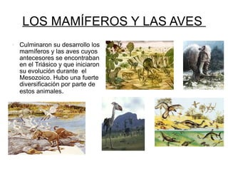 LOS MAMÍFEROS Y LAS AVES  Culminaron su desarrollo los mamíferos y las aves cuyos antecesores se encontraban  en el Triásico y que iniciaron su evolución durante  el  Mesozoico. Hubo una fuerte diversificación por parte de estos animales .  