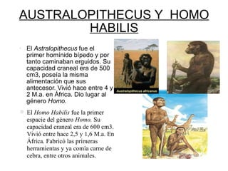 AUSTRALOPITHECUS Y  HOMO HABILIS El  Astralopithecus  fue el primer homínido bípedo y por tanto caminaban erguidos. Su capacidad craneal era de 500 cm3, poseía la misma alimentación que sus antecesor. Vivió hace entre 4 y 2 M.a. en África. Dio lugar al género  Homo.  El  Homo Habilis  fue la primer espacie del género  Homo.  Su capacidad craneal era de 600 cm3. Vivió entre hace 2,5 y 1,6 M.a. En África. Fabricó las primeras herramientas y ya comía carne de cebra, entre otros animales.  