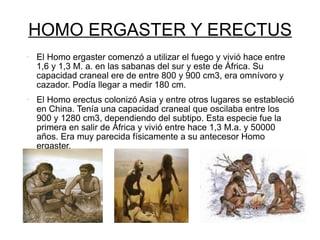 HOMO ERGASTER Y ERECTUS El Homo ergaster comenzó a utilizar el fuego y vivió hace entre 1,6 y 1,3 M. a. en las sabanas del sur y este de África. Su capacidad craneal ere de entre 800 y 900 cm3, era omnívoro y cazador. Podía llegar a medir 180 cm. El Homo erectus colonizó Asia y entre otros lugares se estableció en China. Tenía una capacidad craneal que oscilaba entre los 900 y 1280 cm3, dependiendo del subtipo. Esta especie fue la primera en salir de África y vivió entre hace 1,3 M.a. y 50000 años. Era muy parecida físicamente a su antecesor Homo ergaster.  