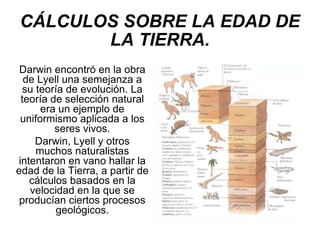CÁLCULOS SOBRE LA EDAD DE LA TIERRA. Darwin encontró en la obra de Lyell una semejanza a su teoría de evolución. La teoría de selección natural era un ejemplo de uniformismo aplicada a los seres vivos. Darwin, Lyell y otros muchos naturalistas intentaron en vano hallar la edad de la Tierra, a partir de cálculos basados en la velocidad en la que se producían ciertos procesos geológicos. 