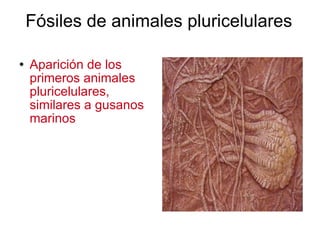 Fósiles de animales pluricelulares Aparición de los primeros animales pluricelulares, similares a gusanos marinos 