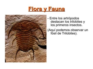 Flora y Fauna - Entre los artrópodos destacan los trilobites y los primeros insectos. (Aquí podemos observar un fósil de Trilobites). 
