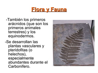 Flora y Fauna -También los primeros arácnidos (que son los primeros animales terrestres) y los equinodermos.  -Se desarrollan las plantas vasculares y pteridofitas (o helechos), especialmente abundantes durante el Carbonífero. 