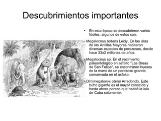 Descubrimientos importantes En esta época se descubrieron varios fósiles, algunos de estos son: - Megalocnus rodens Leidy. En las islas de las Antillas Mayores habitaron diversas especies de perezosos, desde hace 33±2 millones de años. - Megalocnus sp. En el yacimiento paleontológico en asfalto "Las Breas de San Felipe", se encontraron huesos de la mano de un perezoso grande, conservada en el asfalto. - Ornimegalonyx oteroi Arredondo. Este búho gigante es el mayor conocido y hasta ahora parece que habitó la isla de Cuba solamente. 