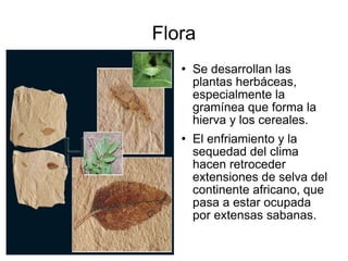Flora Se desarrollan las plantas herbáceas, especialmente la gramínea que forma la hierva y los cereales. El enfriamiento y la sequedad del clima hacen retroceder extensiones de selva del continente africano, que pasa a estar ocupada por extensas sabanas. 