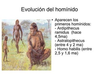 Evolución del homínido Aparecen los primeros homínidos:  - Ardipithecus ramidus  (hace 4,5ma)  - Astralopithecus (entre 4 y 2 ma)  - Homo habilis (entre 2,5 y 1,6 ma) 