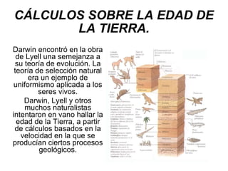 CÁLCULOS SOBRE LA EDAD DE LA TIERRA. Darwin encontró en la obra de Lyell una semejanza a su teoría de evolución. La teoría de selección natural era un ejemplo de uniformismo aplicada a los seres vivos. Darwin, Lyell y otros muchos naturalistas intentaron en vano hallar la edad de la Tierra, a partir de cálculos basados en la velocidad en la que se producían ciertos procesos geológicos. 