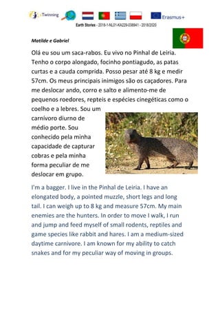 Matilde e Gabriel
Olá eu sou um saca-rabos. Eu vivo no Pinhal de Leiria.
Tenho o corpo alongado, focinho pontiagudo, as patas
curtas e a cauda comprida. Posso pesar até 8 kg e medir
57cm. Os meus principais inimigos são os caçadores. Para
me deslocar ando, corro e salto e alimento-me de
pequenos roedores, repteis e espécies cinegéticas como o
coelho e a lebres. Sou um
carnívoro diurno de
médio porte. Sou
conhecido pela minha
capacidade de capturar
cobras e pela minha
forma peculiar de me
deslocar em grupo.
I'm a bagger. I live in the Pinhal de Leiria. I have an
elongated body, a pointed muzzle, short legs and long
tail. I can weigh up to 8 kg and measure 57cm. My main
enemies are the hunters. In order to move I walk, I run
and jump and feed myself of small rodents, reptiles and
game species like rabbit and hares. I am a medium-sized
daytime carnivore. I am known for my ability to catch
snakes and for my peculiar way of moving in groups.
 