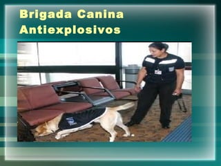 Brigada Canina Antiexplosivos 