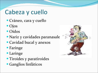 Cabeza y cuello Cráneo, cara y cuello Ojos Oídos Nariz y cavidades paranasales Cavidad bucal y anexos Faringe Laringe Tiroides y paratiroides Ganglios linfáticos 