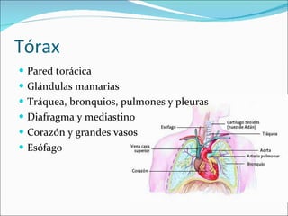 Tórax Pared torácica Glándulas mamarias Tráquea, bronquios, pulmones y pleuras Diafragma y mediastino Corazón y grandes vasos Esófago 