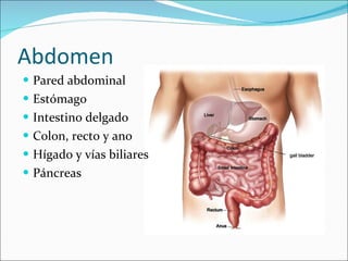 Abdomen Pared abdominal Estómago Intestino delgado Colon, recto y ano Hígado y vías biliares Páncreas 