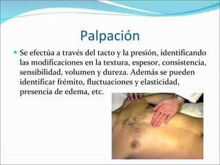 Palpación Se efectúa a través del tacto y la presión, identificando las modificaciones en la textura, espesor, consistencia, sensibilidad, volumen y dureza. Además se pueden identificar frémito, fluctuaciones y elasticidad, presencia de edema, etc. 