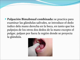 Palpación Bimabnual combinada:  se practica para examinar las glándulas salivales, se introduce el dedo índice dela mano derecha en la boca, en tanto que los pulpejos de los otros dos dedos de la mano excepto el pulgar, palpan por fuera la región donde se proyecta la glándula. 