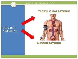 METODOS PARA VALORACION



                    TACTIL O PALPATORIO




PRESION
ARTERIAL



                   AUSCULTATORIO
 