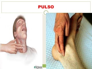 PULSO
 