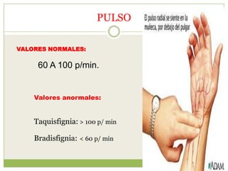 PULSO

VALORES NORMALES:

     60 A 100 p/min.


    Valores anormales:


    Taquisfignia: > 100 p/ min

    Bradisfignia: < 60 p/ min
 