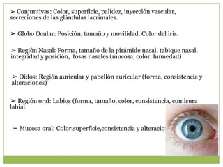➢ Conjuntivas: Color, superficie, palidez, inyección vascular,
secreciones de las glándulas lacrimales.

➢ Globo Ocular: Posición, tamaño y movilidad. Color del iris.

➢ Región Nasal: Forma, tamaño de la pirámide nasal, tabique nasal,
integridad y posición, fosas nasales (mucosa, color, humedad)


➢ Oídos: Región auricular y pabellón auricular (forma, consistencia y
alteraciones)

➢ Región oral: Labios (forma, tamaño, color, consistencia, comisura
labial.


➢ Mucosa oral: Color,superficie,consistencia y alteraciones
 