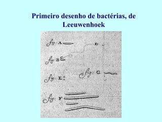 Primeiro desenho de bactérias, de
         Leeuwenhoek
 