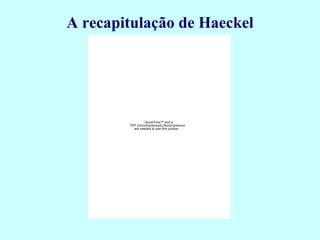 A recapitulação de Haeckel




                  QuickTime™ and a
        TIFF (Uncompressed) decompressor
           are needed to see this picture.
 