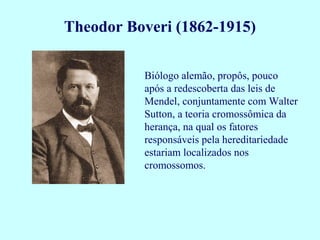 Theodor Boveri (1862-1915)

          Biólogo alemão, propôs, pouco
          após a redescoberta das leis de
          Mendel, conjuntamente com Walter
          Sutton, a teoria cromossômica da
          herança, na qual os fatores
          responsáveis pela hereditariedade
          estariam localizados nos
          cromossomos.
 