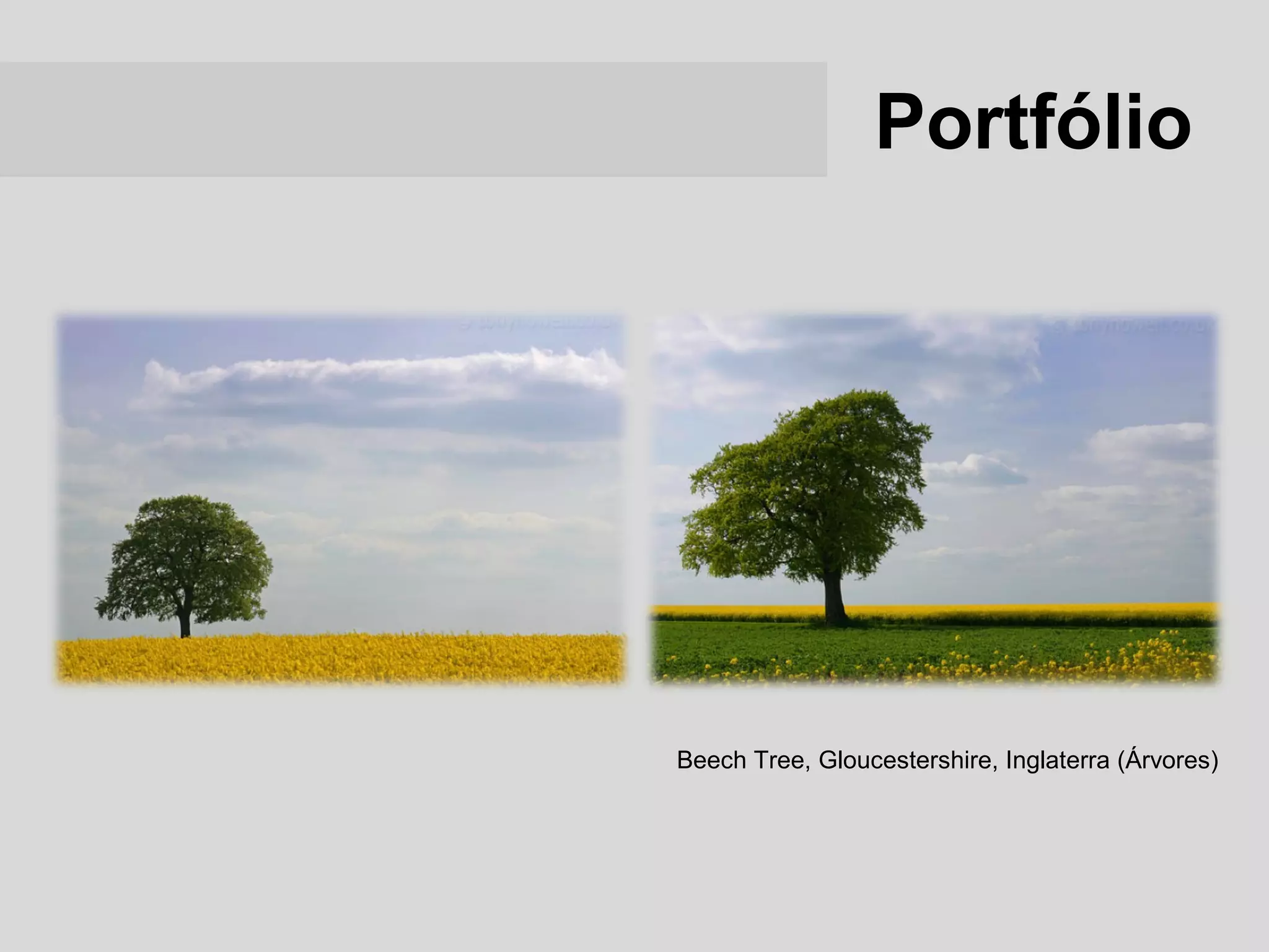 Portfólio




Beech Tree, Gloucestershire, Inglaterra (Árvores)
 