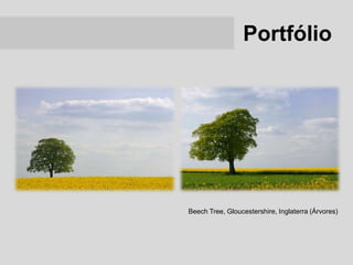 Portfólio




Beech Tree, Gloucestershire, Inglaterra (Árvores)
 