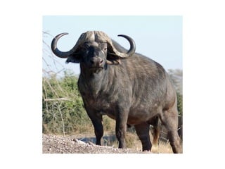 Historia das crianças