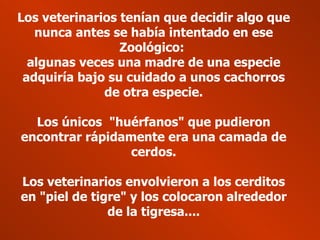Los veterinarios tenían que decidir algo que nunca antes se había intentado en ese Zoológico:  algunas veces una madre de una especie adquiría bajo su cuidado a unos cachorros de otra especie. Los únicos  "huérfanos" que pudieron encontrar rápidamente era una camada de cerdos. Los veterinarios envolvieron a los cerditos en "piel de tigre" y los colocaron alrededor de la tigresa.... 