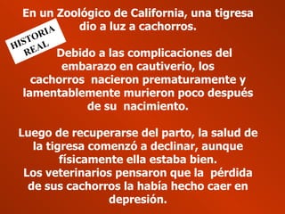 En un Zoológico de California, una tigresa dio a luz a cachorros.     Debido a las complicaciones del embarazo en cautiverio, los cachorros  nacieron prematuramente y lamentablemente murieron poco después de su  nacimiento. Luego de recuperarse del parto, la salud de la tigresa comenzó a declinar, aunque físicamente ella estaba bien. Los veterinarios pensaron que la  pérdida de sus cachorros la había hecho caer en depresión. HISTORIA  REAL 
