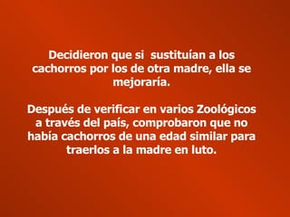 Decidieron que si  sustituían a los cachorros por los de otra madre, ella se mejoraría. Después de verificar en varios Zoológicos a través del país, comprobaron que no había cachorros de una edad similar para traerlos a la madre en luto. 