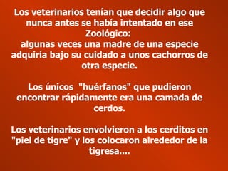 Los veterinarios tenían que decidir algo que nunca antes se había intentado en ese Zoológico:  algunas veces una madre de una especie adquiría bajo su cuidado a unos cachorros de otra especie. Los únicos  "huérfanos" que pudieron encontrar rápidamente era una camada de cerdos. Los veterinarios envolvieron a los cerditos en "piel de tigre" y los colocaron alrededor de la tigresa.... 
