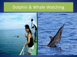Dolphin & Whale Watching
 