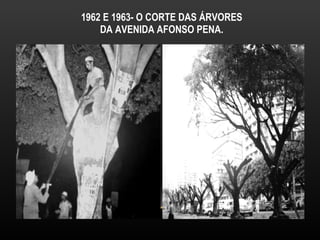 1962 E 1963- O CORTE DAS ÁRVORES  DA AVENIDA AFONSO PENA.  