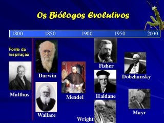 Os Biólogos Evolutivos
 1800          1850         1900            1950          2000

Fonte da
inspiração

                                   Fisher
             Darwin                           Dobzhansky


Malthus                            Haldane
                       Mendel

                                                   Mayr
             Wallace
                          Wright
 